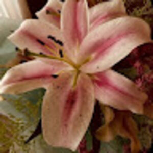 Meet your Posher, Bianca